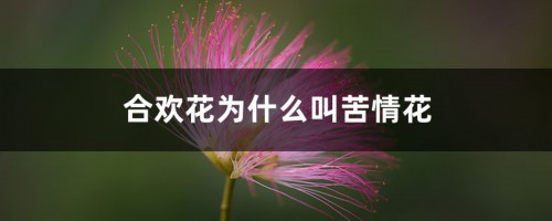 合欢花为什么叫苦情花