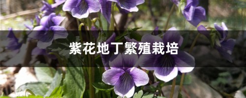 紫花地丁繁殖栽培