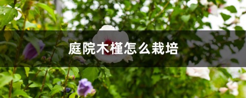 庭院木槿怎么栽培